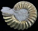 Pyritized Pleuroceras Ammonite - Germany #60269-1